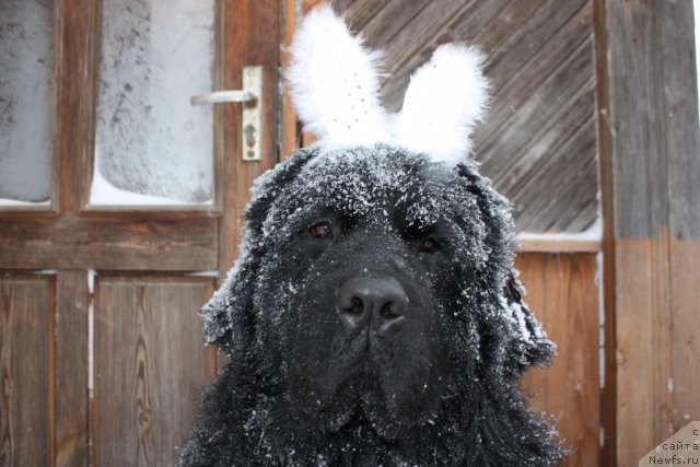 Фото: ньюфаундленд Ахрем Вялiкi Мядзведзь, ньюфаундленд Ахрем Вялiкi Мядзведзь