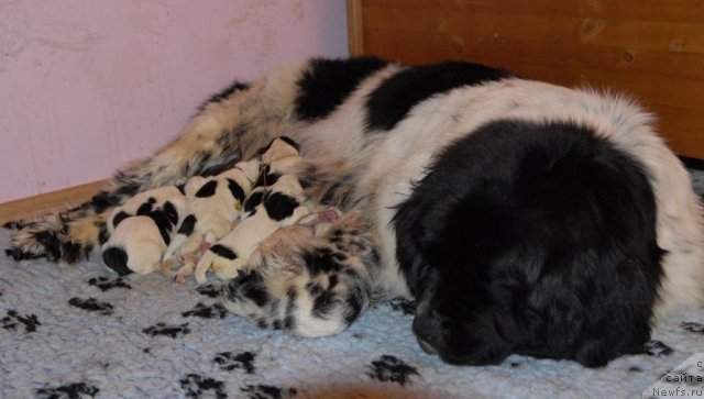 Фото: ньюфаундленд Deshabillez Moi de L'Iliade et L'Odyssee