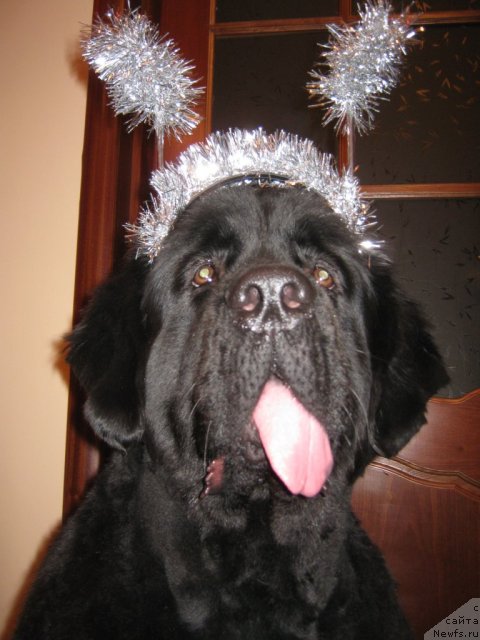 Фото: ньюфаундленд Pamella Almas-Alana