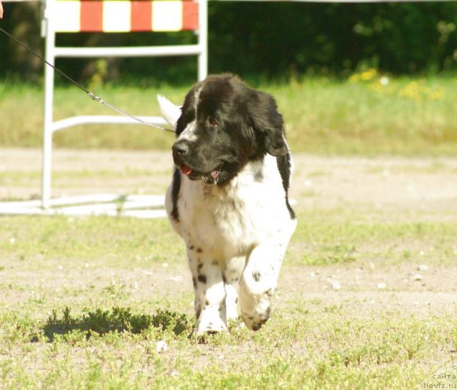 Фото: ньюфаундленд Маг Исполин Карте Бланч фор Питерньюф (Mag Ispolin Carte Blanche for Piternyuf)