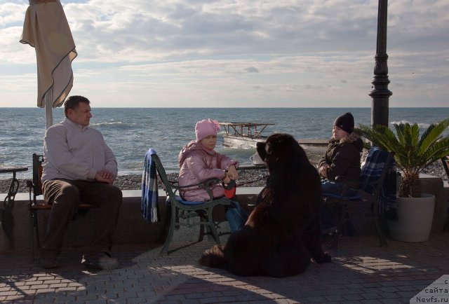 Фото: ньюфаундленд Потап Фидель