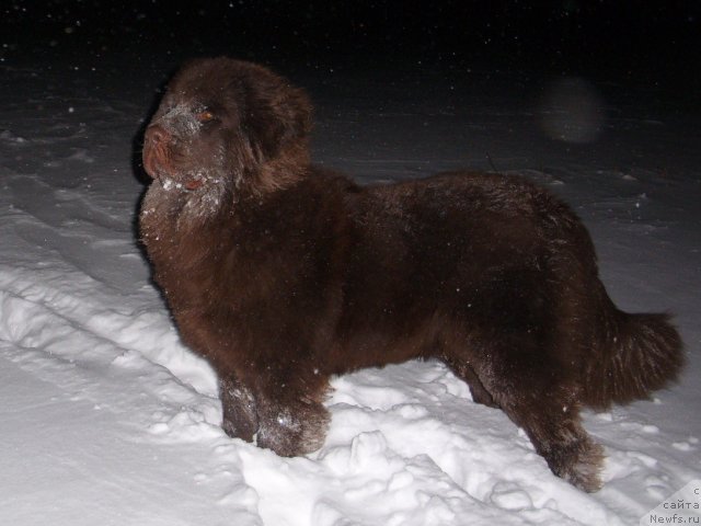 Фото: ньюфаундленд Черный Шарм Амбер Бест Дог ФО Марлеон