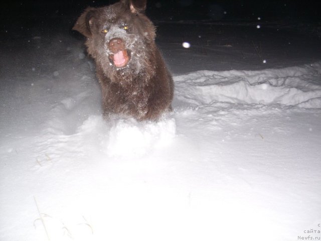 Фото: ньюфаундленд Черный Шарм Амбер Бест Дог ФО Марлеон