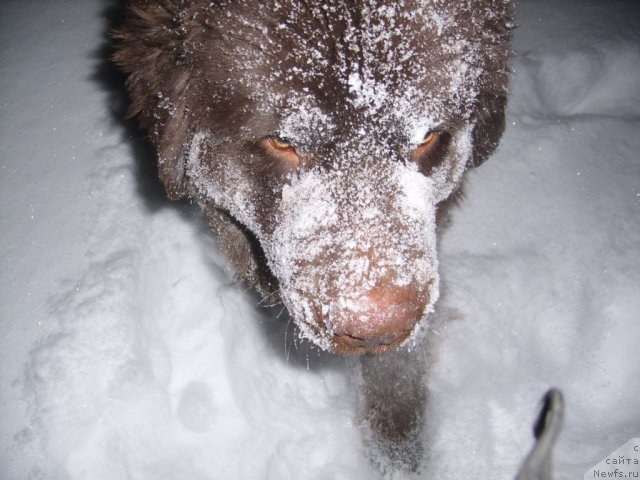 Фото: ньюфаундленд Черный Шарм Амбер Бест Дог ФО Марлеон