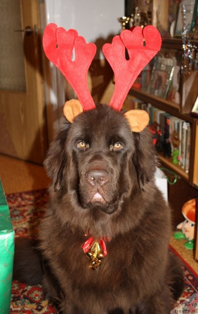 Фото: ньюфаундленд Черный Шарм Ангельская Красота (Chernyi Sharm Angel'skaya Krasota)