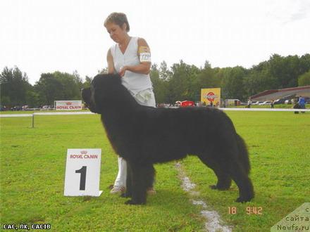 Фото: ньюфаундленд My Big Dream Eyecatcher