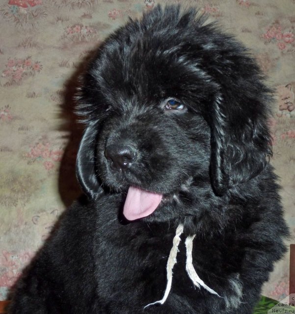 Фото: ньюфаундленд Вальбер Остин Клэр