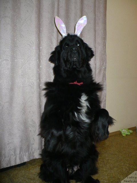 Фото: ньюфаундленд Супер Бизон Астория