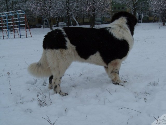 Фото: ньюфаундленд Aleze Beautiful Princess Aqua Pearl