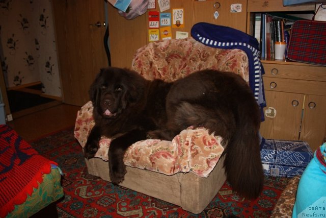 Фото: ньюфаундленд Черный Шарм Ангельская Красота (Chernyi Sharm Angel'skaya Krasota)