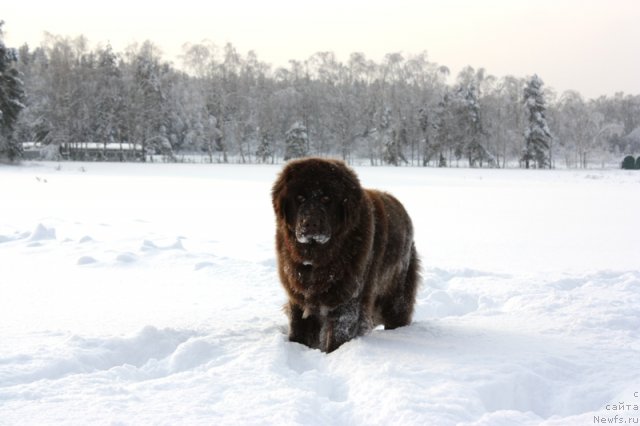 Фото: ньюфаундленд Черный Шарм Ангельская Красота (Chernyi Sharm Angel'skaya Krasota)