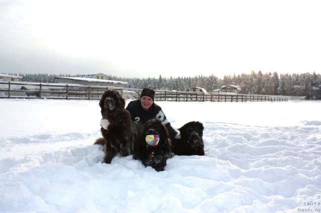 Фото: ньюфаундленд Черный Шарм Ангельская Красота (Chernyi Sharm Angel'skaya Krasota), ньюфаундленд Чанси из Золотого Треугольника, ньюфаундленд Бонни Флайт, Мария Шигаль