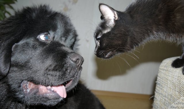 Фото: ньюфаундленд Рембрант Творец Шедевров