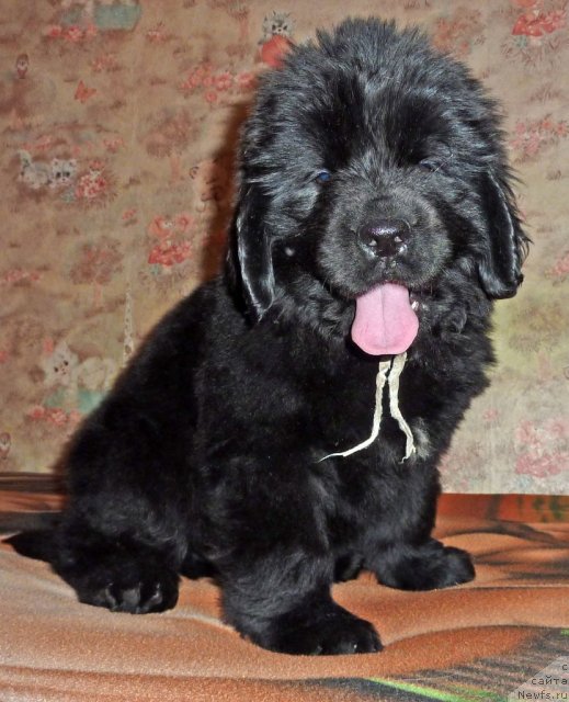 Фото: ньюфаундленд Вальбер Остин Клэр