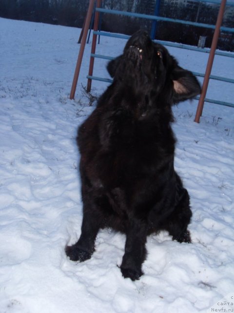 Фото: ньюфаундленд Чара Блэк Квэст Морской Медведь