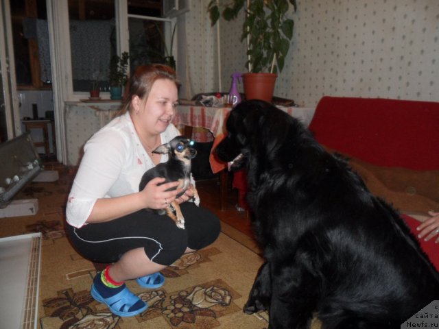 Фото: ньюфаундленд Атлантика Виндз Роуз