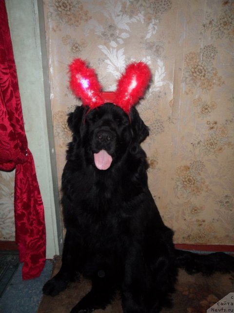 Фото: ньюфаундленд Атлантика Виндз Роуз