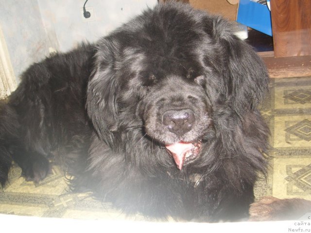 Фото: ньюфаундленд Царевич Империи Ньюф от Марлеон Дусвик