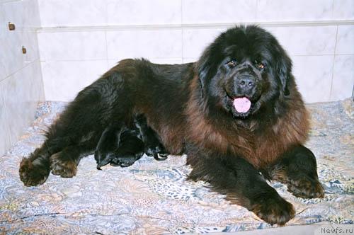 Фото: ньюфаундленд Императрица