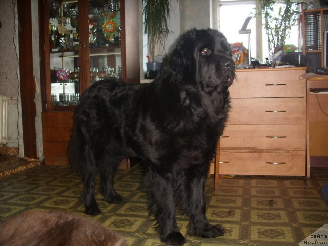 Фото: ньюфаундленд Жозефина Леди Прекрасная