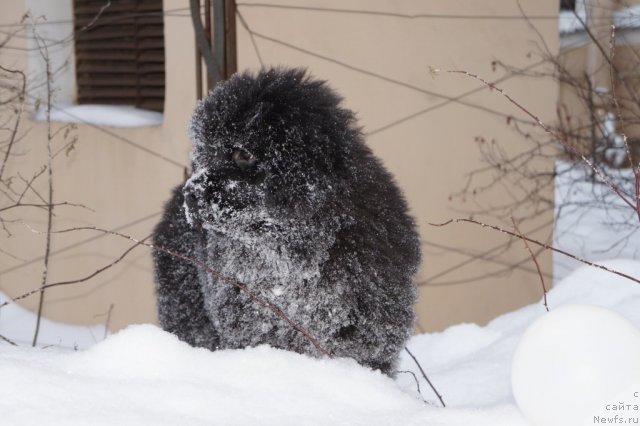 Фото: ньюфаундленд Смигар Грейт Саксэс