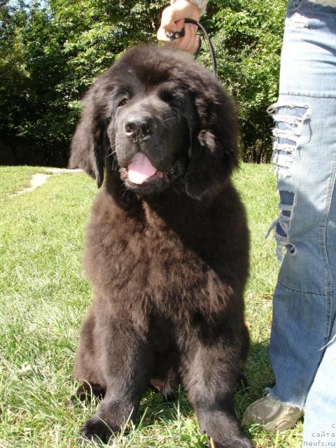 Фото: ньюфаундленд Альфа Рикардо