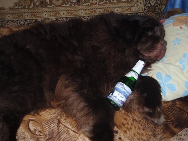 Фотография № 56125