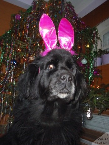 Фото: ньюфаундленд Ай Эм Богиня Моря (Ai Am Boginya Morya)