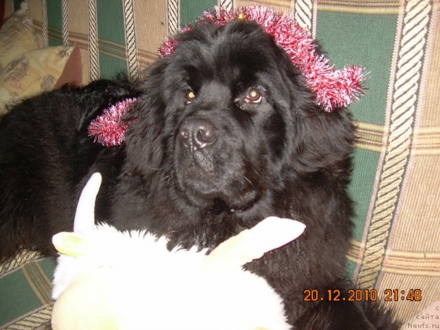 Фото: ньюфаундленд Акватория Келвин Ньютон