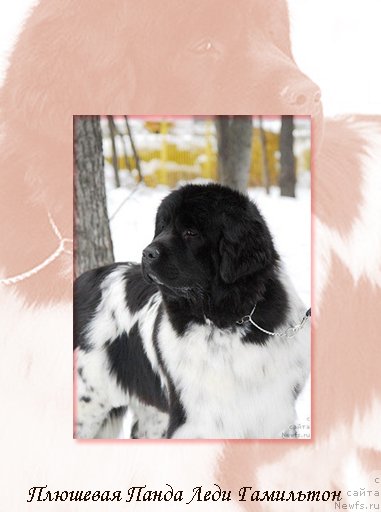 Фотография № 56133