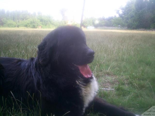 Фото: ньюфаундленд Маг Исполин Игрунья (Mag Ispolin Igrunia)