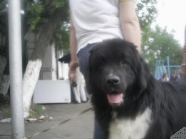 Фото: ньюфаундленд Маг Исполин Игрунья (Mag Ispolin Igrunia)