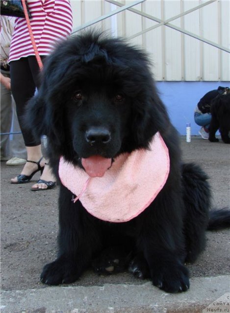 Фото: ньюфаундленд Барышня