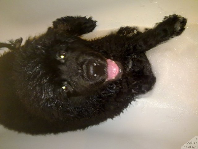 Фото: ньюфаундленд Черный Шарм Бостон