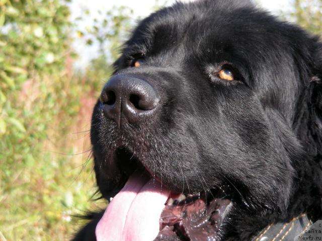 Фото: ньюфаундленд Нью Спейс Блю Оушен