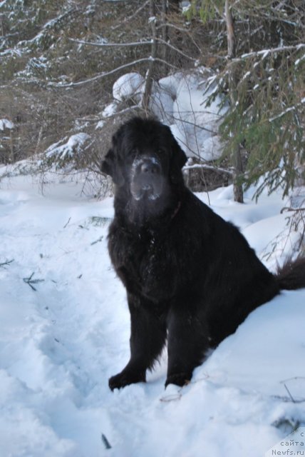 Фото: ньюфаундленд Формула Любви от Сибирского Медведя