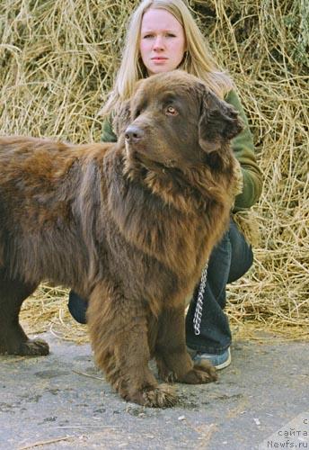 Фото: ньюфаундленд Южана с Берега Дона