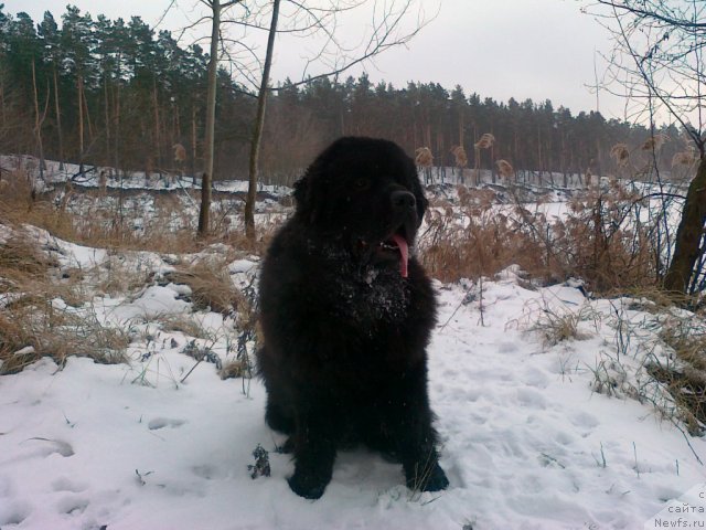 Фото: ньюфаундленд Акватория Келвин Куинджи