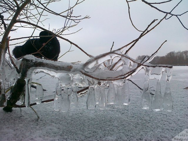 Фото: ньюфаундленд Акватория Келвин Куинджи