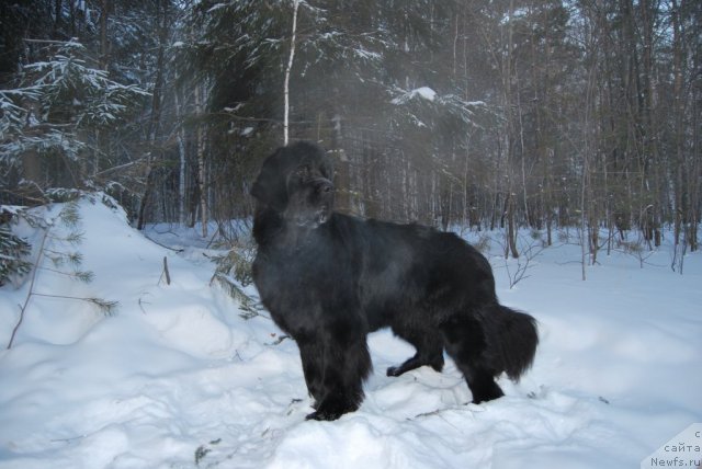 Фото: ньюфаундленд Формула Любви от Сибирского Медведя