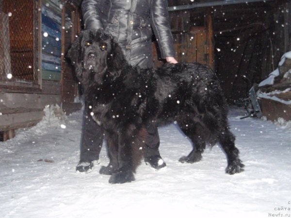 Фото: ньюфаундленд Новый Русский Ньюф Никонор