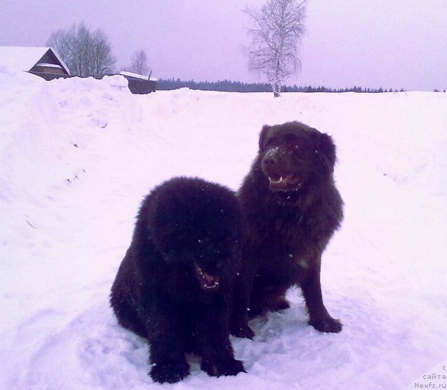 Фото: ньюфаундленд Их Высочество Владлена Маджикс, Данчик