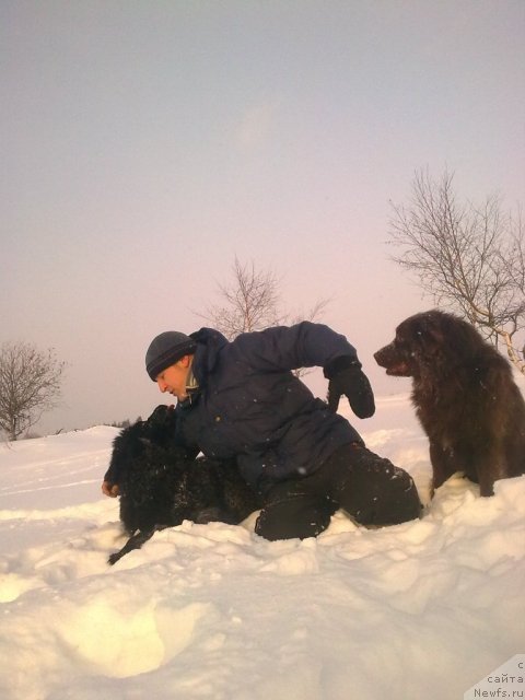 Фото: ньюфаундленд Их Высочество Владлена Маджикс, Алексей Нистратов, ДАНЧИК