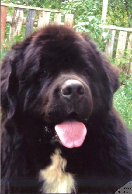 Фото: ньюфаундленд Vinston the Arctic Wind