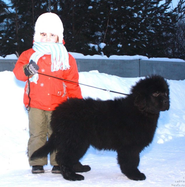 Фото: ньюфаундленд Акватория Келвин Олимпийский Мишка, Абутова Варя