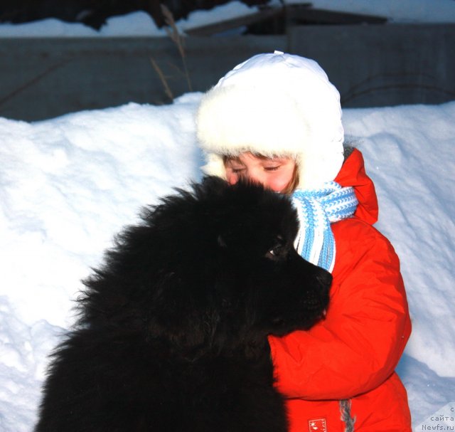 Фото: ньюфаундленд Акватория Келвин Олимпийский Мишка, и Абутова Варя