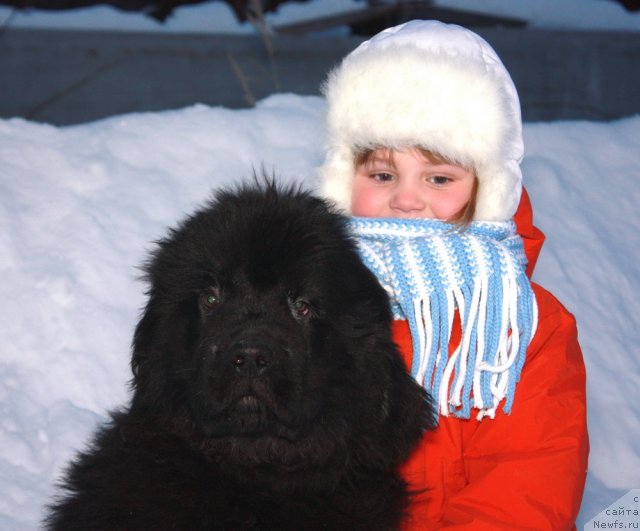 Фото: ньюфаундленд Акватория Келвин Олимпийский Мишка, и Абутова Варя