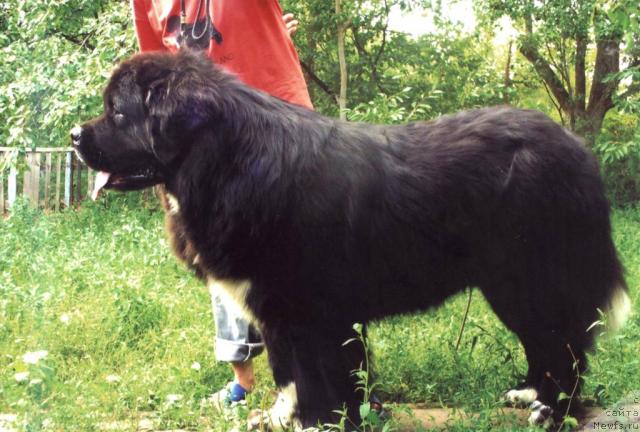 Фото: ньюфаундленд Vinston the Arctic Wind