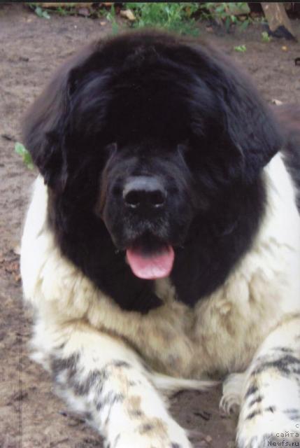 Фото: ньюфаундленд Ornak Oczeret Wichrowe Laki