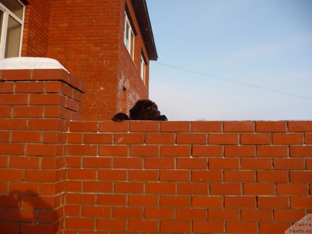 Фото: ньюфаундленд Бархатка Роскошная